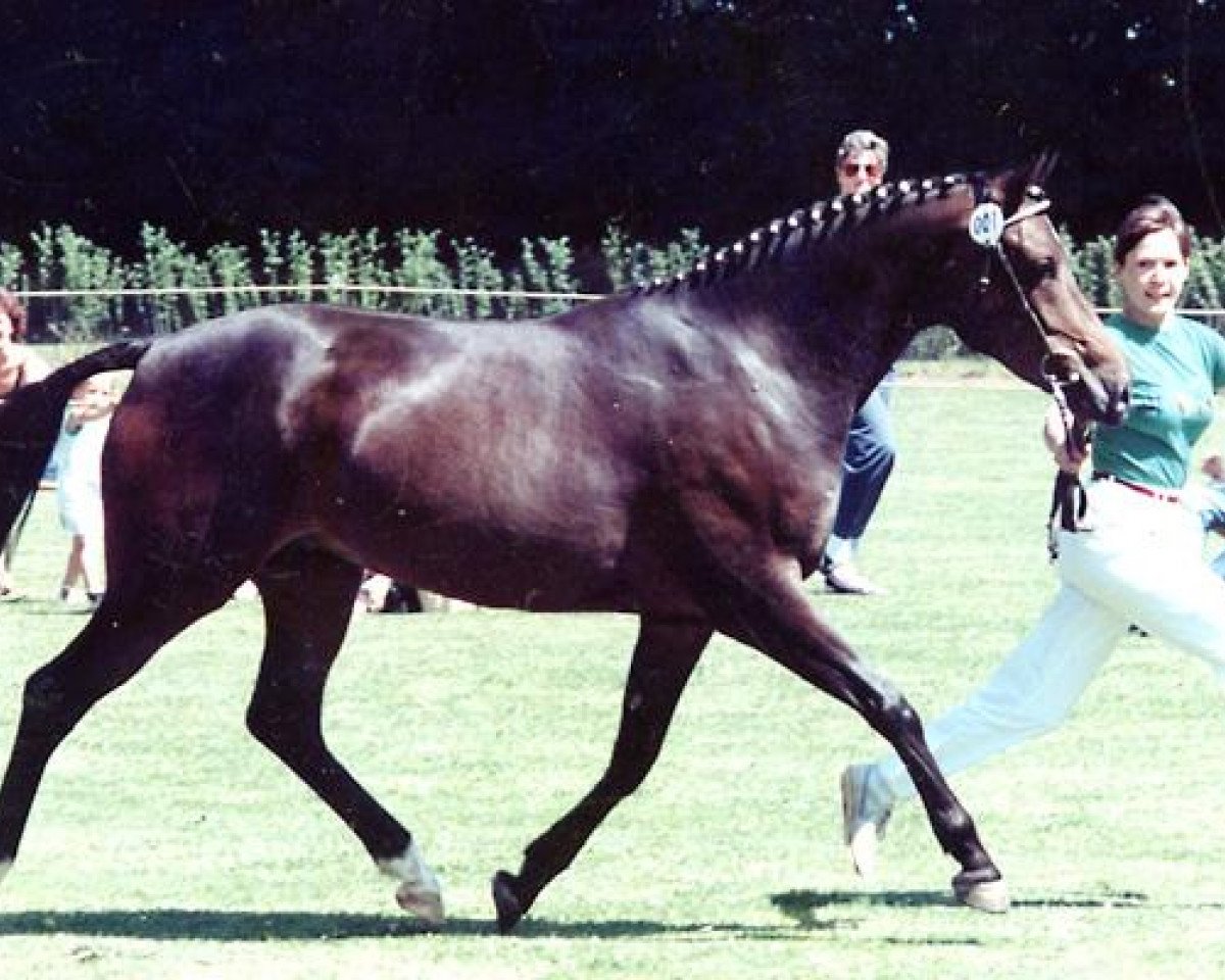 Zuchtstute Dordogne (Deutsches Reitpony, 1986, von Danny Black)