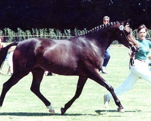 broodmare Dordogne (German Riding Pony, 1986, from Danny Black)
