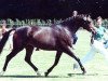 broodmare Dordogne (German Riding Pony, 1986, from Danny Black)