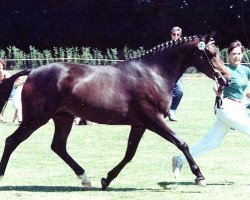 Zuchtstute Dordogne (Deutsches Reitpony, 1986, von Danny Black)