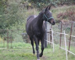 broodmare Argentina (Hanoverian, 1999, from Amerigo Vespucci xx)