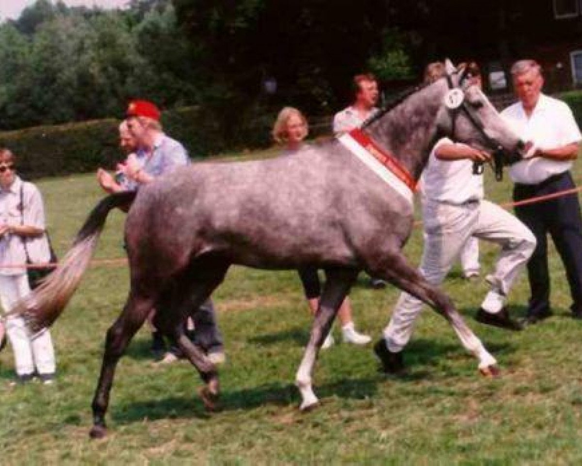Zuchtstute Nadira (Deutsches Reitpony, 1992, von Nansen)