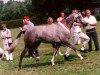 broodmare Nadira (German Riding Pony, 1992, from Nansen)
