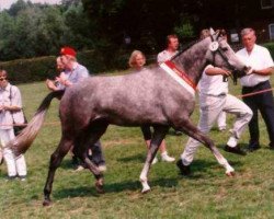 Zuchtstute Nadira (Deutsches Reitpony, 1992, von Nansen)