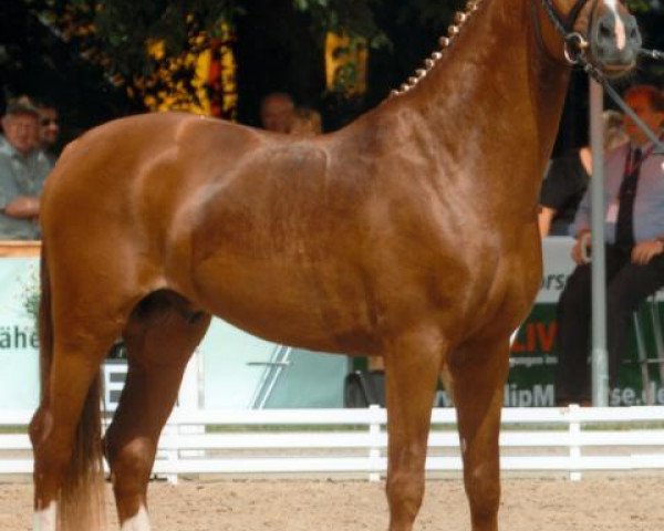 stallion Compositoro K (German Riding Pony, 2006, from FS Champion de Luxe)