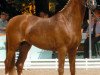 stallion Compositoro K (German Riding Pony, 2006, from FS Champion de Luxe)