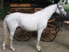 broodmare Sampa (German Riding Pony, 2003, from Desperado K)