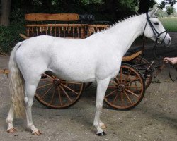 broodmare Sampa (German Riding Pony, 2003, from Desperado K)