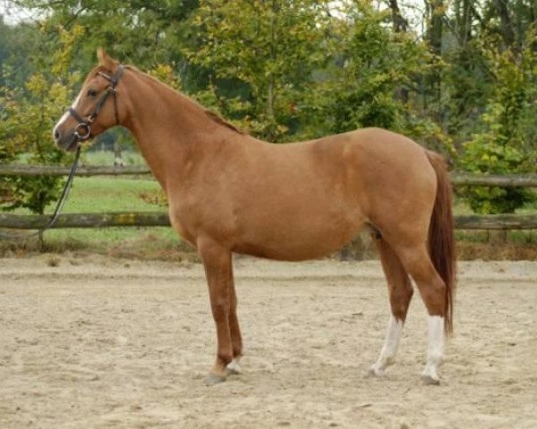 broodmare Daylight W (German Riding Pony, 2001, from FS Don't Worry)