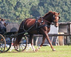 dressage horse Ria Rossa (Westfale, 1999, from Rosenkavalier)