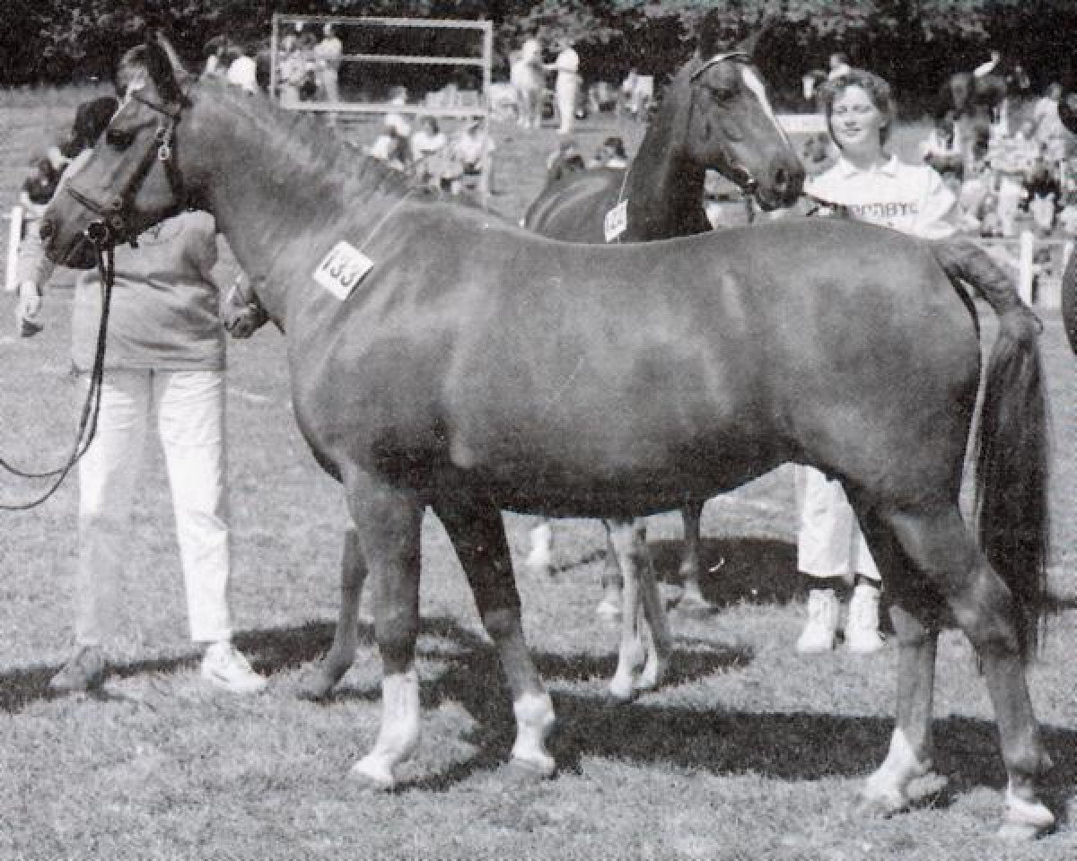 broodmare Trixi (German Riding Pony, 1970)