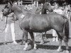 broodmare Trixi (German Riding Pony, 1970)