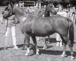 Zuchtstute Trixi (Deutsches Reitpony, 1970)