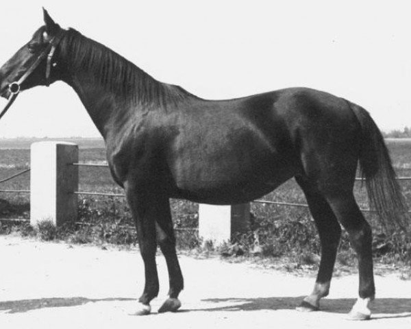 broodmare Diana (German Riding Pony, 1980, from Dschinn ox)
