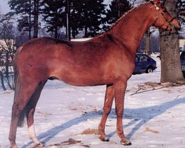 stallion Alexander (British Riding Pony, 1981, from Alex ox)