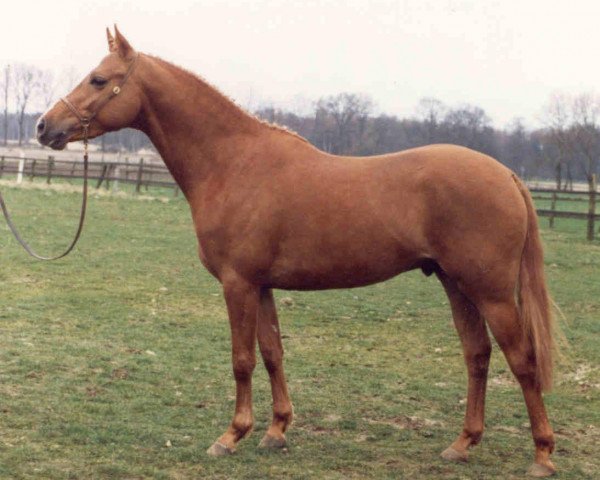 stallion Amadeus (German Riding Pony, 1986, from Alexander)