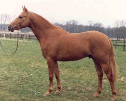 stallion Amadeus (German Riding Pony, 1986, from Alexander)