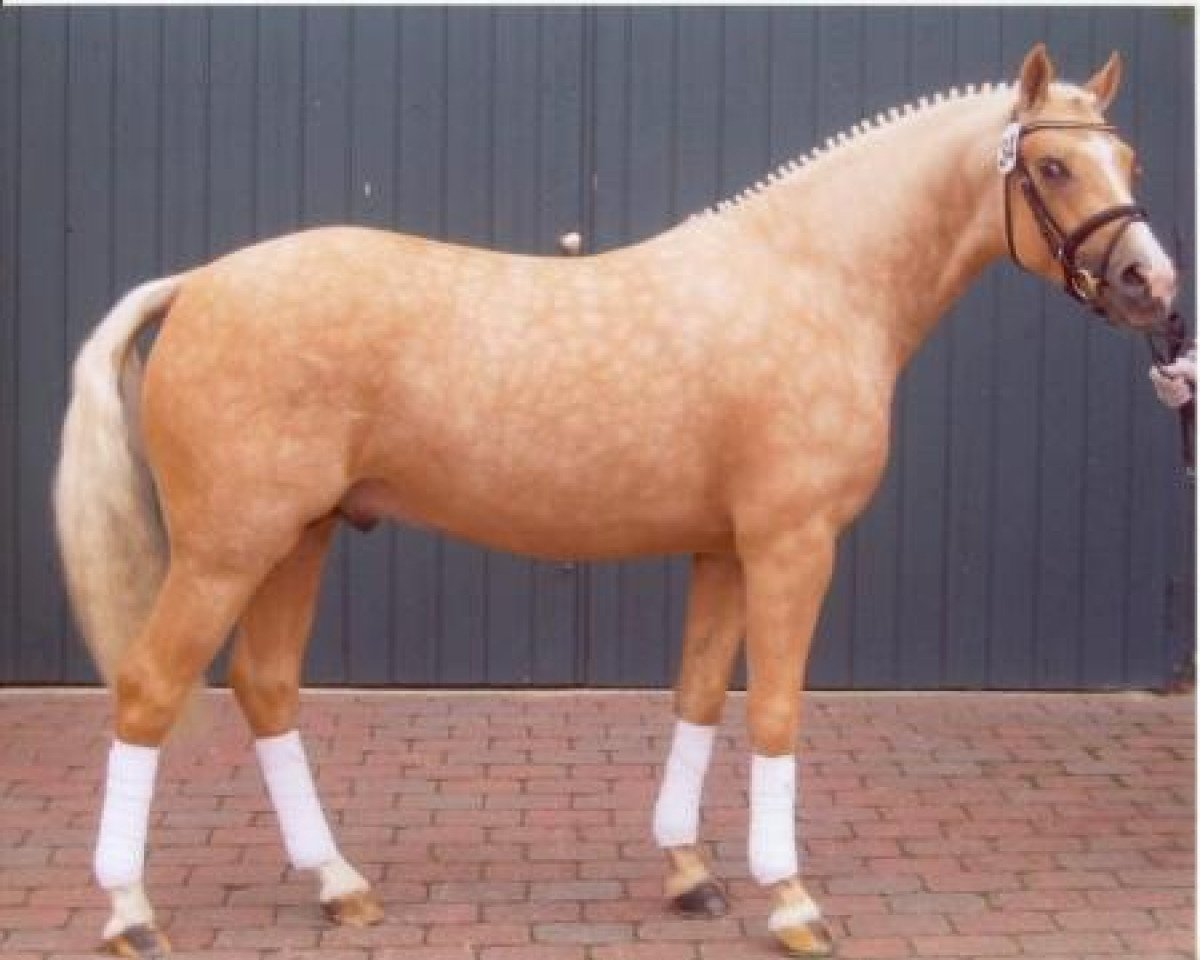 Deckhengst Cheval D'Ore (Deutsches Reitpony, 2004, von FS Champion de Luxe)