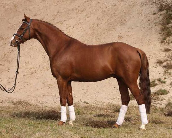 stallion Charming-Boy Se.M. (German Riding Pony, 2004, from FS Champion de Luxe)