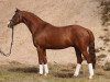 stallion Charming-Boy Se.M. (German Riding Pony, 2004, from FS Champion de Luxe)