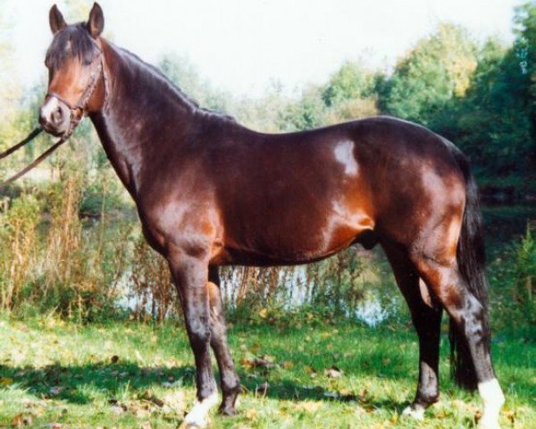 stallion Desteny (Rhinelander, 1981, from Derby)
