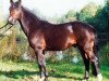 stallion Desteny (Rhinelander, 1981, from Derby)