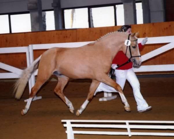 Deckhengst Champions's Youngster (Deutsches Reitpony, 2003, von FS Champion de Luxe)