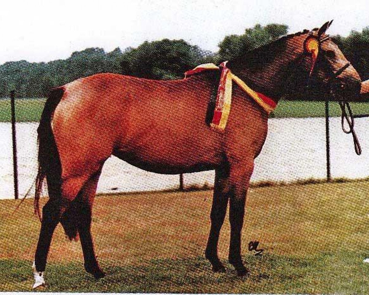 Zuchtstute Seven Mountain Nasty (Deutsches Reitpony, 1991, von Catherston Night Safe)