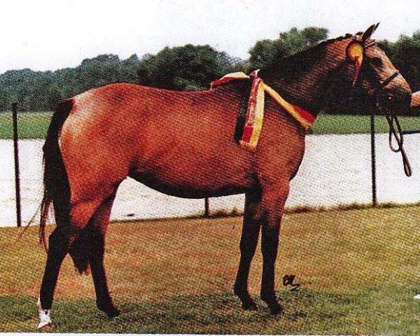 Zuchtstute Seven Mountain Nasty (Deutsches Reitpony, 1991, von Catherston Night Safe)