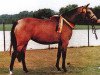 broodmare Seven Mountain Nasty (German Riding Pony, 1991, from Catherston Night Safe)