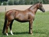 broodmare Minigi (German Riding Pony, 2001, from Marsvogel xx)