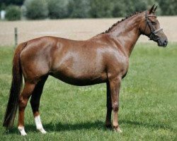 broodmare Minigi (German Riding Pony, 2001, from Marsvogel xx)