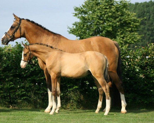 Deckhengst Caramel (Nederlands Rijpaarden en Pony, 2013, von FS Champion de Luxe)