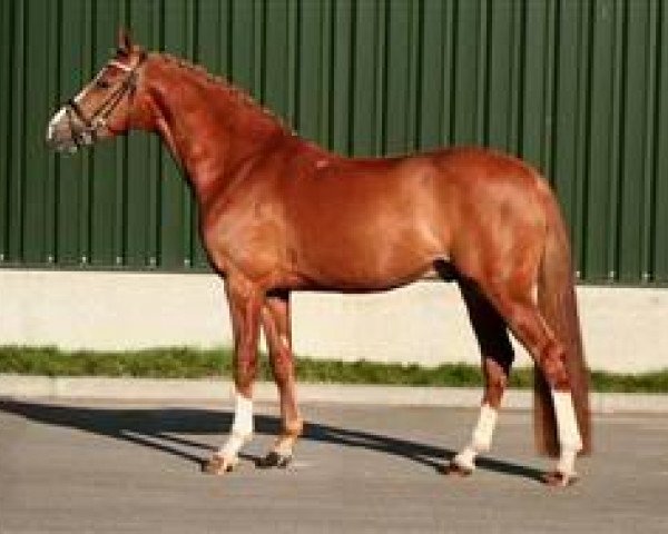 Deckhengst Don Castello du Bois (Nederlands Rijpaarden en Pony, 2007, von Dornik B)