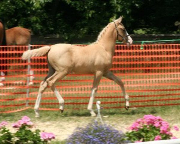 Zuchtstute Char du Bois (Deutsches Reitpony, 2008, von Don Carino du Bois)