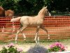 broodmare Char du Bois (German Riding Pony, 2008, from Don Carino du Bois)