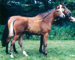 broodmare Minigirl (Thoroughbred, 1968, from Devon xx)