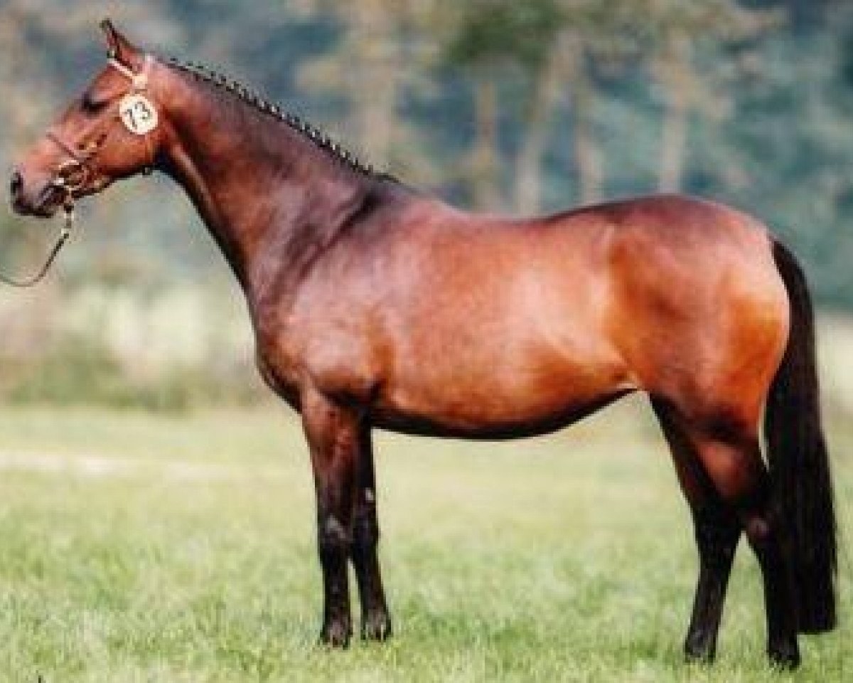 broodmare Night Mare (German Riding Pony, 1990, from Catherston Night Safe)