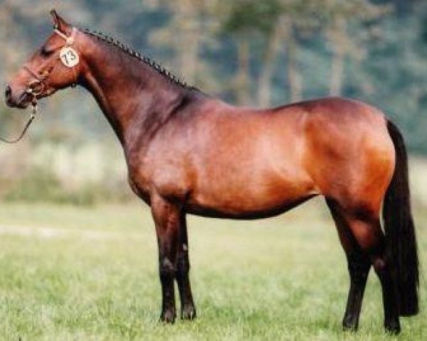 broodmare Night Mare (German Riding Pony, 1990, from Catherston Night Safe)