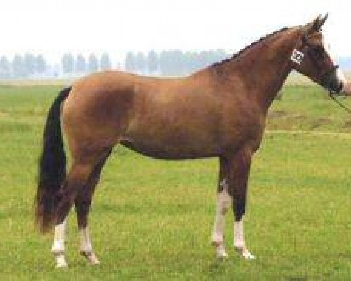 broodmare Chamaya du Bois (German Riding Pony, 1999, from Dornik B)