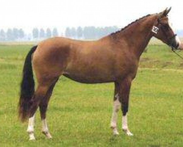 broodmare Chamaya du Bois (German Riding Pony, 1999, from Dornik B)