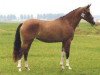 broodmare Chamaya du Bois (German Riding Pony, 1999, from Dornik B)