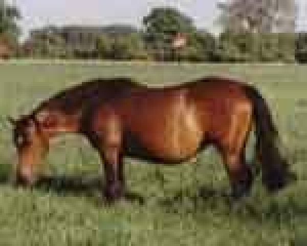 broodmare Patria (German Riding Pony, 1990, from Power Boy)