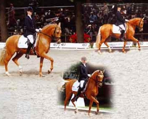 broodmare Debora (German Riding Pony, 1996, from Golden Dancer)