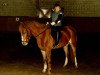 broodmare Cassie (German Riding Pony, 1983, from Clavigo)