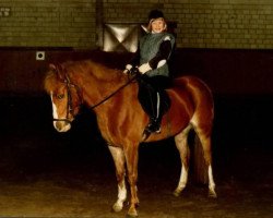 broodmare Cassie (German Riding Pony, 1983, from Clavigo)