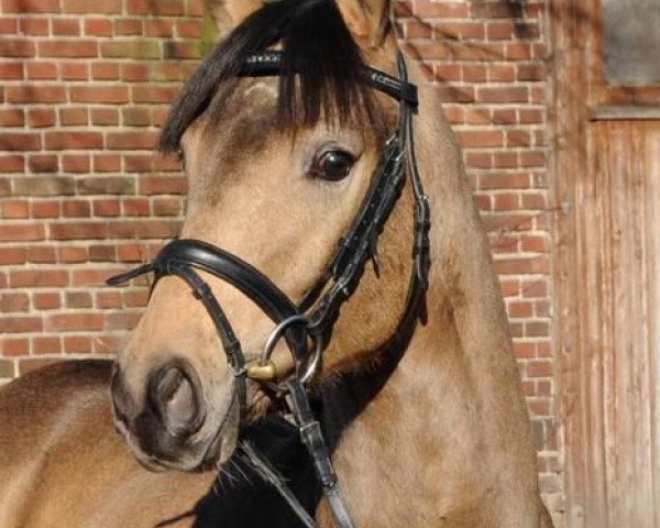stallion Calvin Klein 23 (German Riding Pony, 2005, from FS Champion de Luxe)
