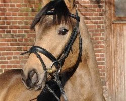 dressage horse Calvin Klein 23 (Deutsches Reitpony, 2005, from FS Champion de Luxe)