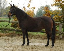 broodmare Blue Bird (German Riding Pony, 1992, from Brillant)