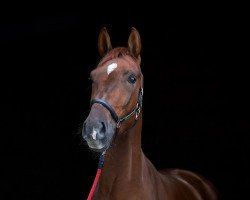 dressage horse Fischer‘s Fritz (Westphalian, 2017, from Nymphenburg's First Ampere)